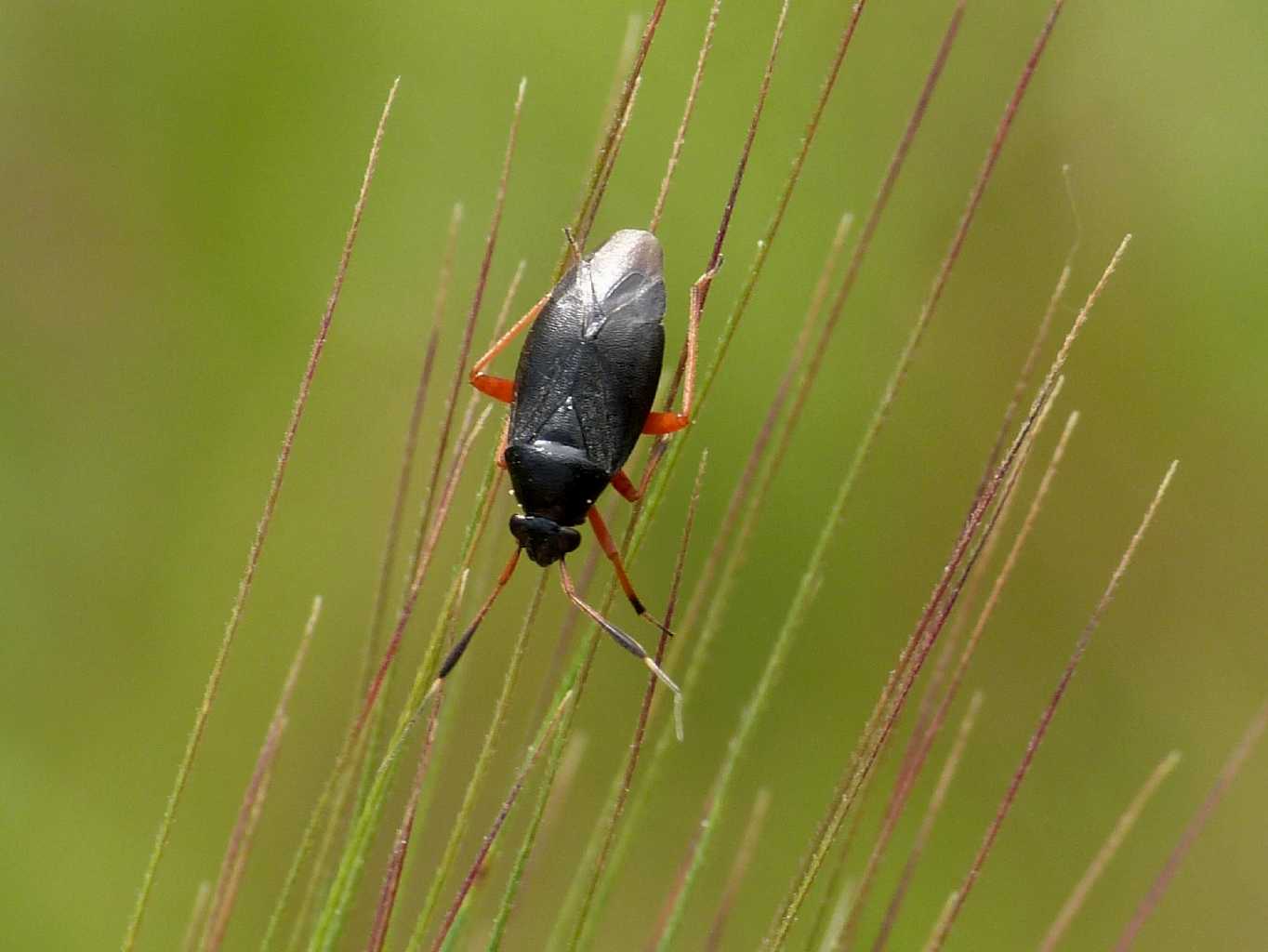 Capsus? S, Capsus ater f. tyrannus